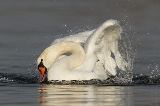 swan on blue lake water in sunny day, swans on pond, nature series