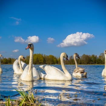 swan on blue lake in sunny day, swans on pond, nature series