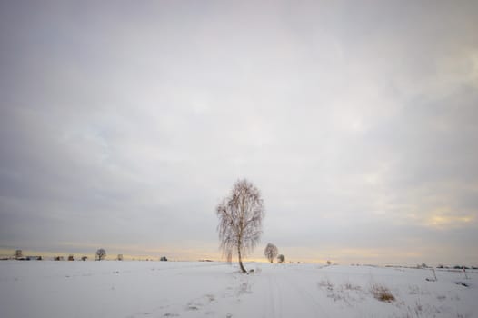 old big tree on color background with blue sky, nature series