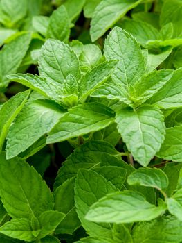 Closeup fresh growing peppermint leaves at vegetable garden.