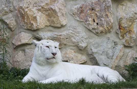 White tiger lying in the grass