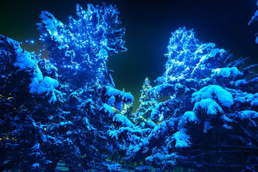 Snow covered Christmas tree lights in a winter forest by night. Gigantic spruces with Christmas lights, stand out brightly against the dark blue tones of the snow covered scene. Super wide angle shot.