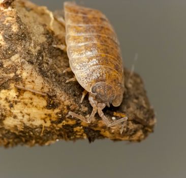 Close up of the woodlouse