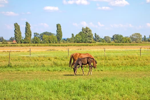 horse with foal grazing on green field