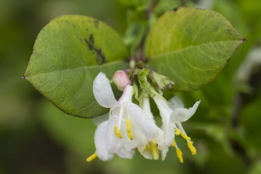 Small, pristine white flowers in full Spring bloom