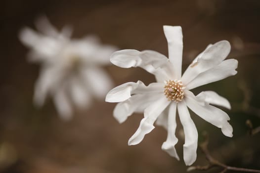 Small, pristine white flowers in full Spring bloom