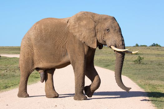 Large male African elephant crossing a gravel road