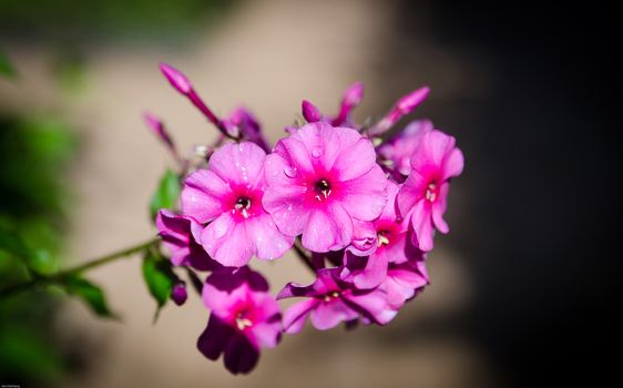 one beutiful flower in the family phlox blooming at the authumn