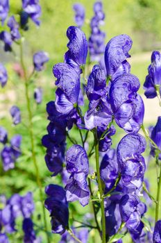 one very beutiful flower deep purple