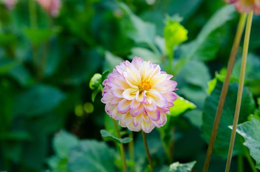one beutiful flower in family dahlia the name is Hapat vino