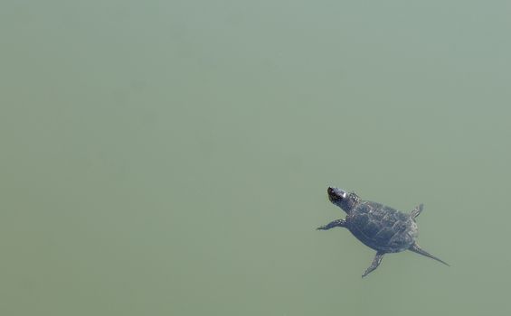 A turtle on the lake in spring day