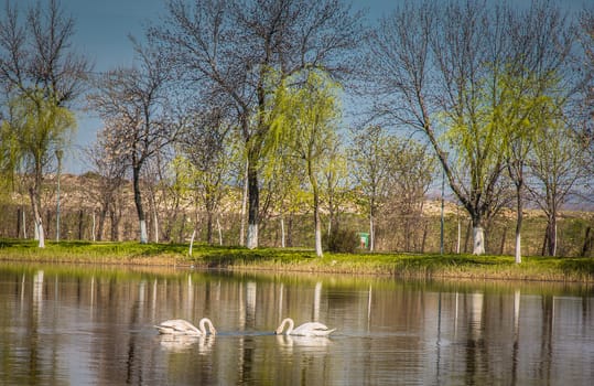Two swans on the lake in a summer day