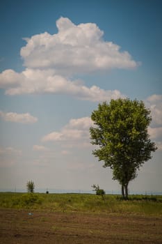 Singles tree in a beautiful summer day