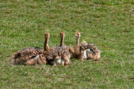 Three ostrich chicks sitting on the grass