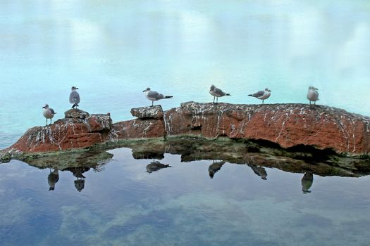 A group of seagulls sitting on the rocks
