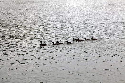 A group of ducks swimming through the water