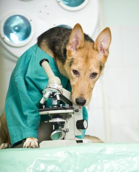 Dog in laboratory







Dog in laborator