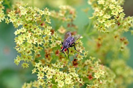 A fly with red eyes sitting on a plant