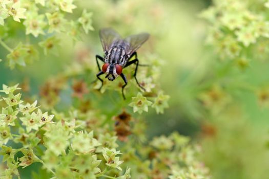 A fly with red eyes sitting on a plant