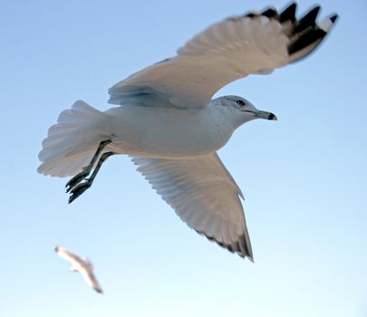 Two seagulls are flying in the sky