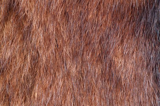 Warm coat of fur closeup. horizontal shot