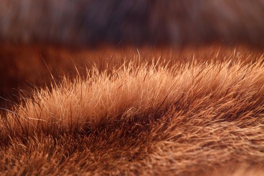 Warm coat of fur closeup. horizontal shot