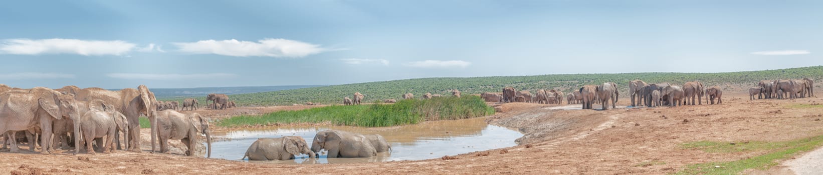 A large group of elephants at a muddy waterhole