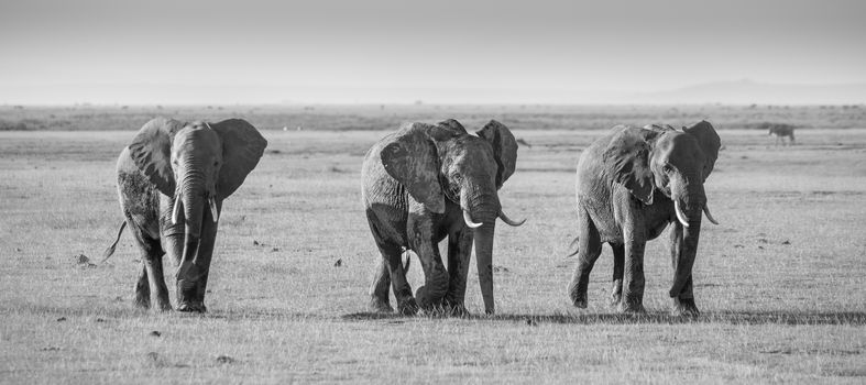 Herd of elephants walkig in Amboseli National park, Kenya, Africa. Black nad white image. Panorama.