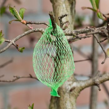 Tallow bird food (empty net) hanging in a garden, selective focus