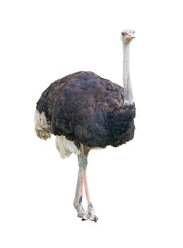 African two-toed ostrich (Struthio camelus) isolated on white background