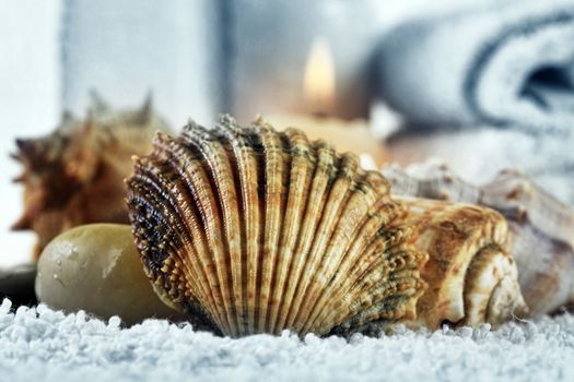 Wet cockleshells and corals on a towel