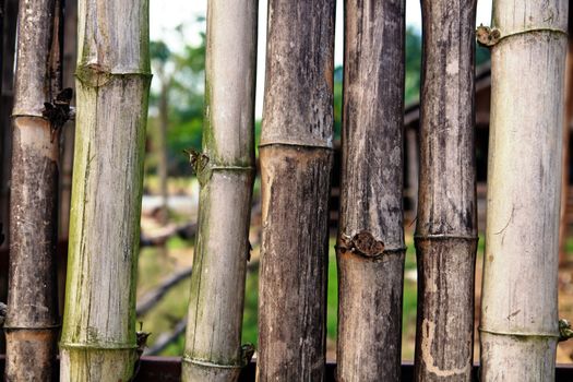 background from old bamboo sticks, wood texture