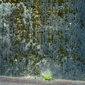 Green moss on old grunge wall, Norway Bergen town