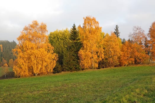 Image of the trees in autumn - colorful autumn