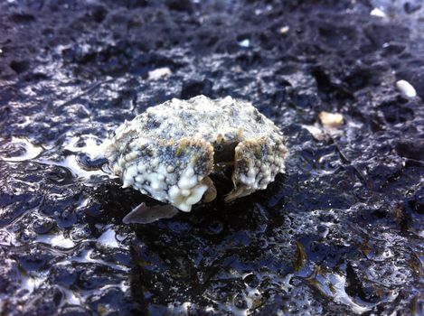 I picked up this crab as i was walking in the shallows at a beach at Bali. This is a grey Box Reef Crab, which at first looks like a stone, but actually is a crab with an awesome armor.
This is actually a Red listed crab, which is rarely seen.