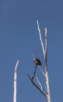 Osprey bird, Pandion haliaetus, in a tree against a blue sky in spring in Southern California, United States