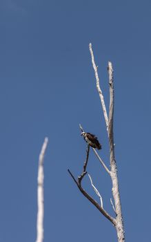 Osprey bird, Pandion haliaetus, in a tree against a blue sky in spring in Southern California, United States