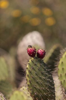 Prickly pear cactus, Opuntia, blooms in the Sonoran Desert, Arizona on a green background