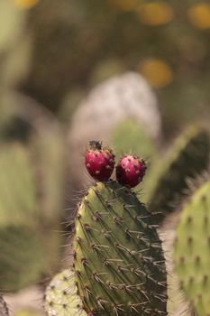 Prickly pear cactus, Opuntia, blooms in the Sonoran Desert, Arizona on a green background