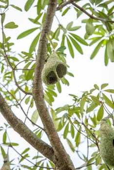weaver nest on tree