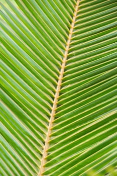 palm leaf