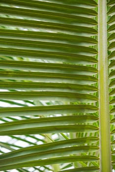 palm leaf