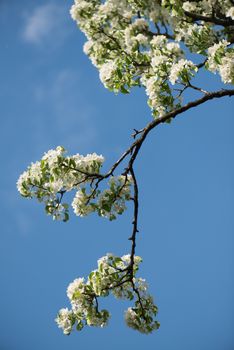 Sky blue beautiful apple blossom tree. Background