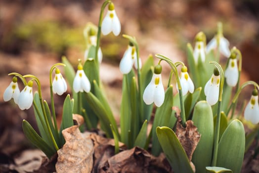 showdrop flowers in the forest. Spring theme