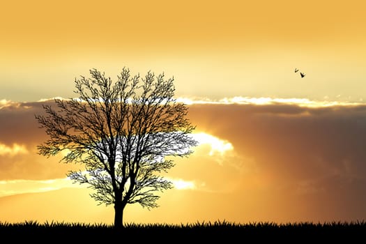 illustration of tree silhouette at sunset