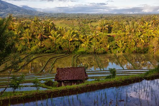 View of rice field and mountain at sunset in Sidemen, Bali, Indonesia