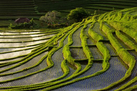 Green Terraced Rice Field in Bali, Indonesia at sunset