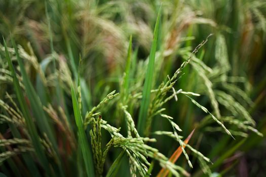 Close up of green paddy rice. Green ear of rice in paddy rice field under sunrise, Blur Paddy rice field in the morning background