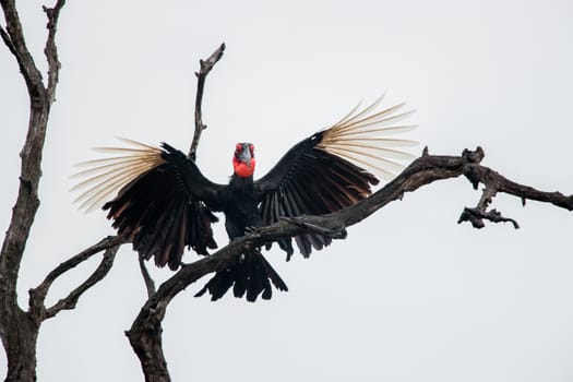 Southern ground hornbill stretching his wings in the Kruger National Park, South Africa.