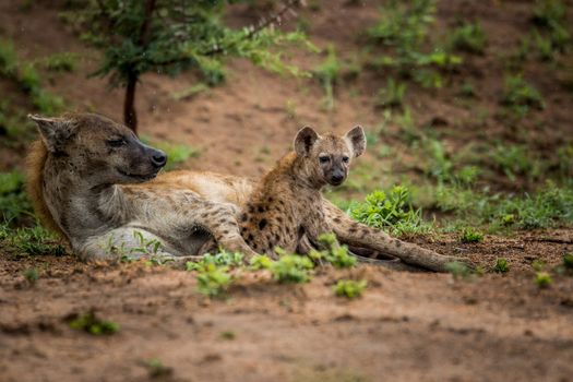 Mother Spotted hyena with a cub in the Kruger National Park, South Africa.